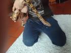 2 männliche Boa constrictor imperator